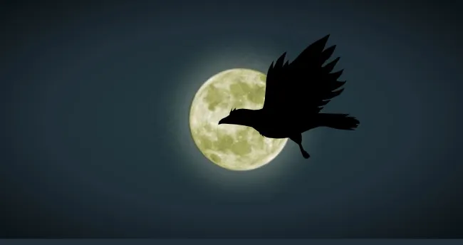 夜空飞鸟矢量素材