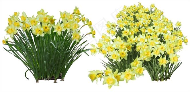 高清免抠植物水仙花