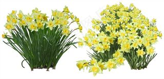 高清免抠植物水仙花