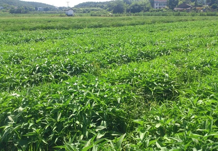 松西子千亩蔬菜基地图片
