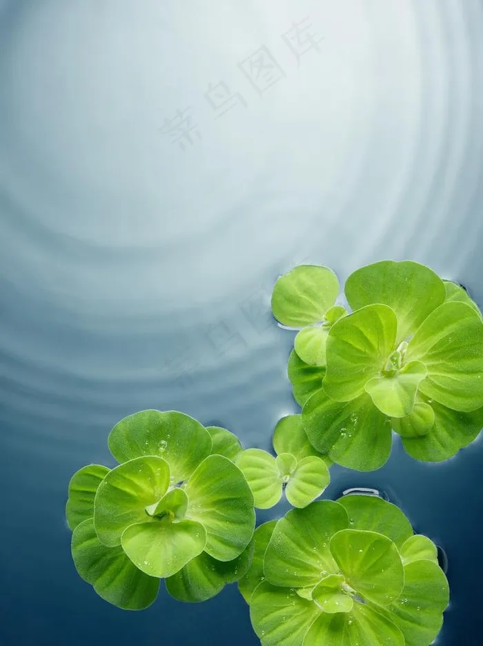 绿叶水珠水滴水波图片