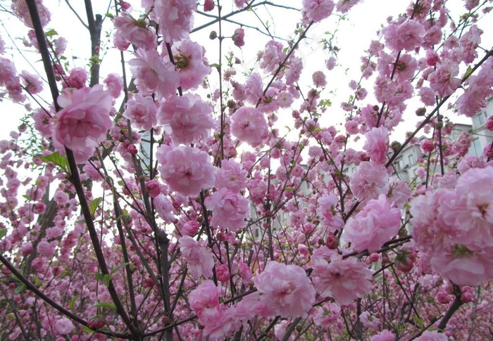 桃花图片