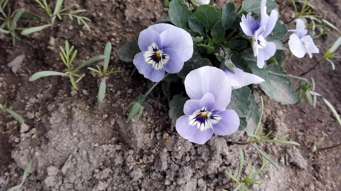 紫色淡雅鬼脸花