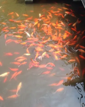 西湖图片
