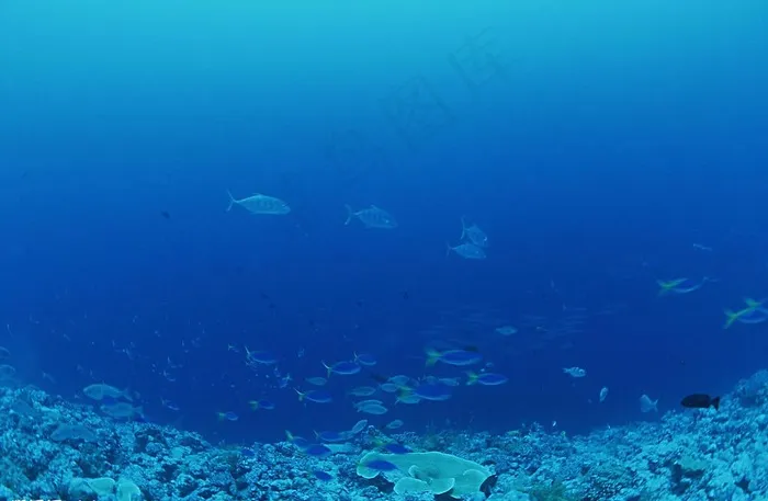 海底世界图片