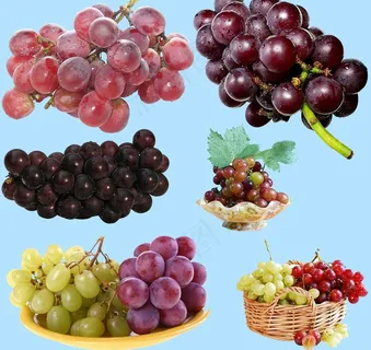 葡萄素材图片