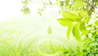 绿色 自然 水滴 树叶 清水图片