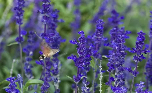 花丛 蜂虎蛾图片 花丛 蜂虎蛾图片