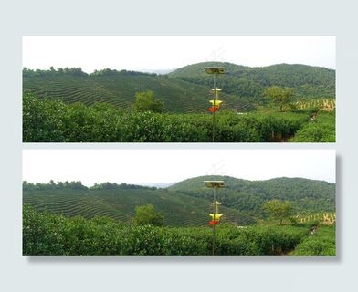 茶园风景图片