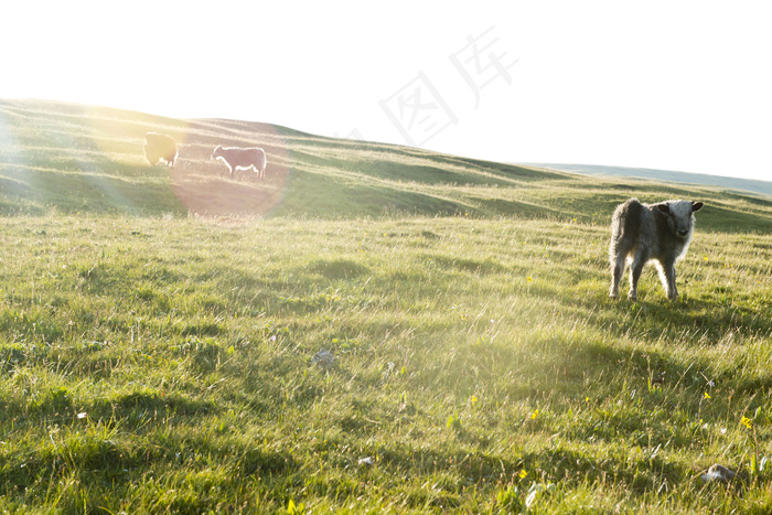 草原上的动物图片