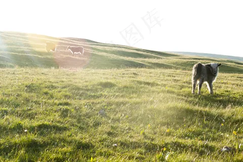 草原上的动物图片