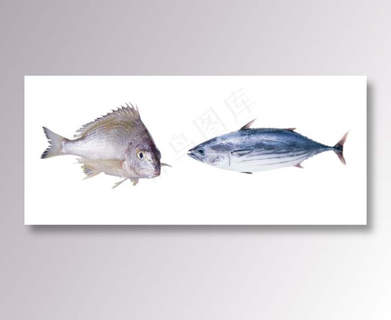 鱼 免抠素材PSD分层