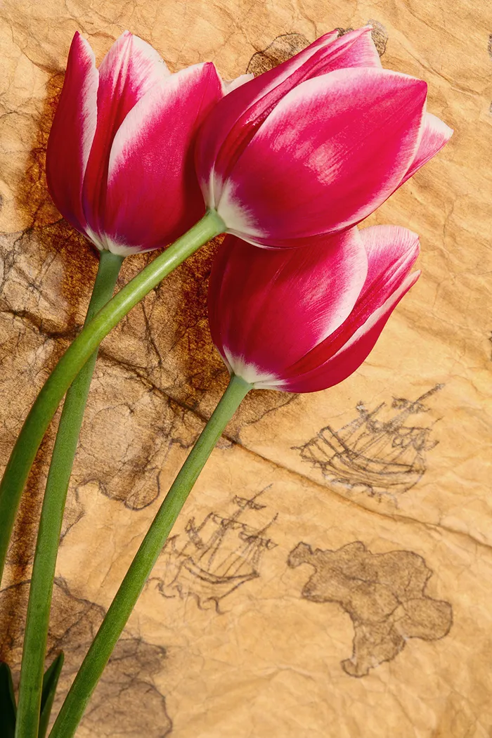 郁金香花束背景图