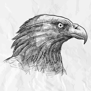 老鹰素材头像素描