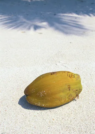 海滩风光 木瓜图片