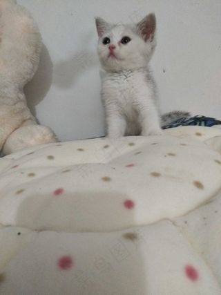 白色清新风宠物猫咪实拍摄影图