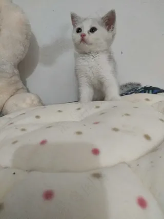 白色清新风宠物猫咪实拍摄影图