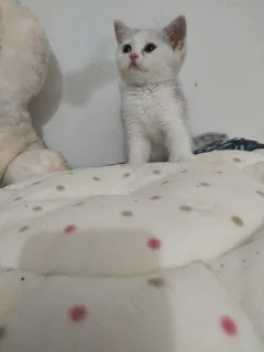 白色清新风宠物猫咪实拍摄影图 白色清新风宠物猫咪实拍摄影图