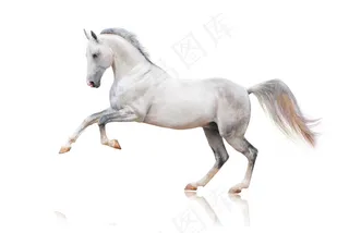 向右跑的白色图片