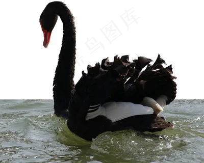 免抠png图片ps素材天鹅