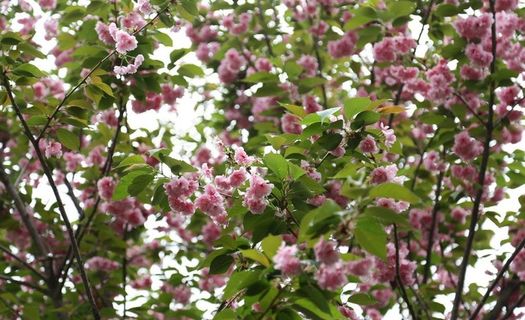 樱花摄影图图片 樱花摄影图图片