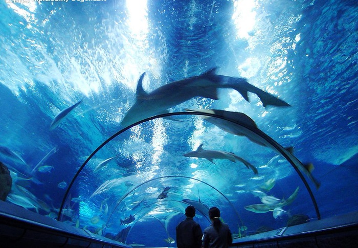 水族馆图片