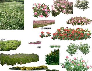 绿化景观树素材图片