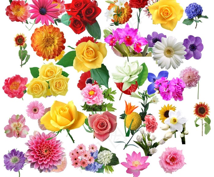 花朵素材图片(4480X3966(DPI:300))psd模版下载