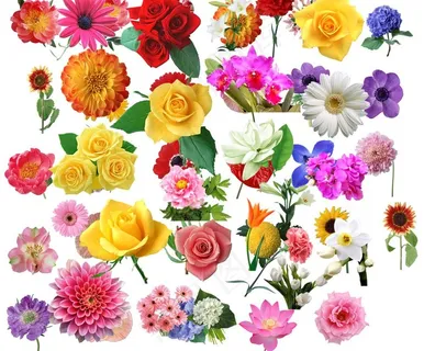 花朵素材图片 花朵素材图片