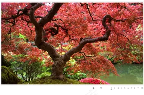 点小图显示大图flash素材