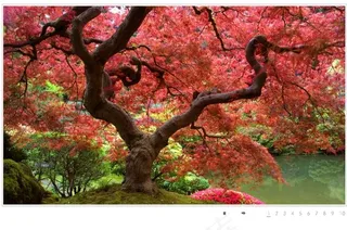 点小图显示大图flash素材