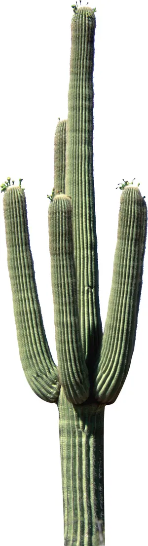 仙人掌图片 仙人掌图片