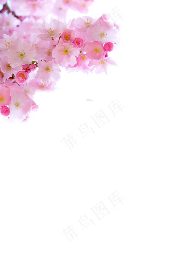 樱花 樱花枝条psd模版下载