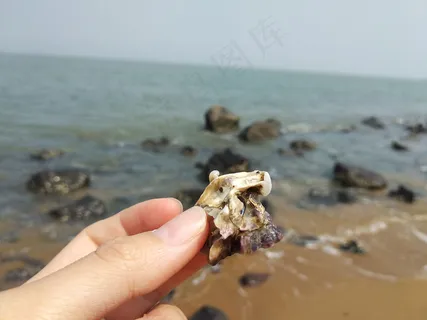 海边捡贝壳