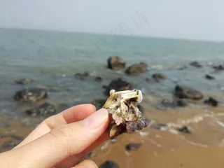 海边捡贝壳