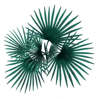 扇子树 扇子树树叶 树叶