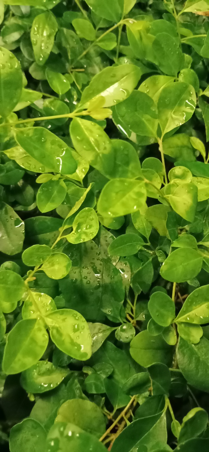 雨后树叶背景图