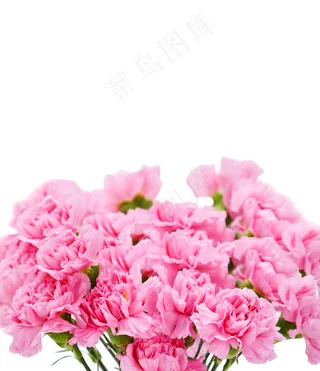 康乃馨 粉色康乃馨