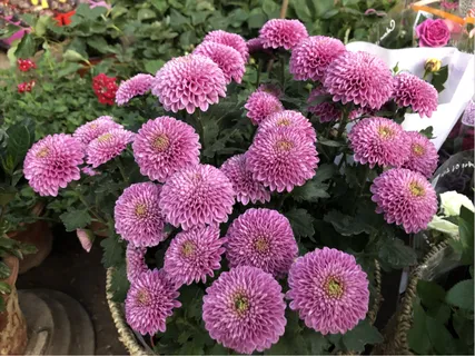 高清近拍展开鲜艳菊花图 高清近拍展开鲜艳菊花图