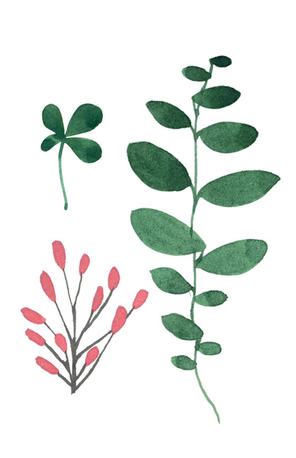 花草树叶图片 树叶