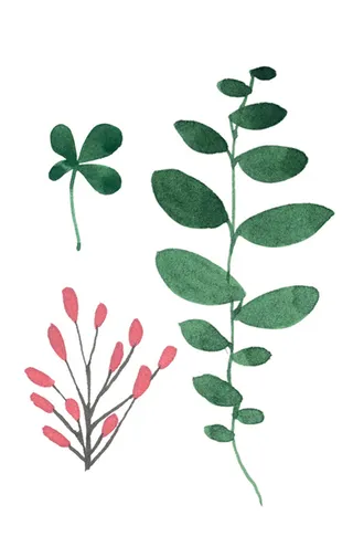 花草树叶图片 树叶