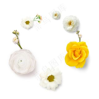 玫瑰花 白玫瑰 黄玫瑰