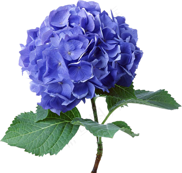 蓝色绣球花 蓝色鲜花psd模版下载