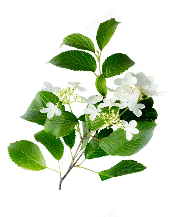 鲜花绿叶图片psd模版下载