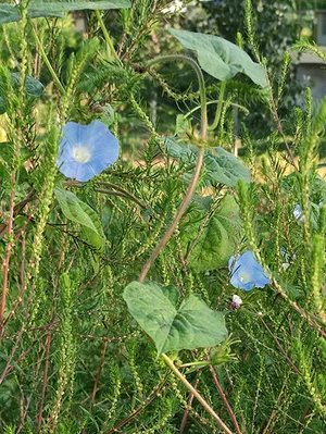 牵牛花