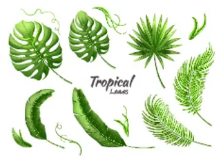 13款绿色热带植物树叶矢量素材