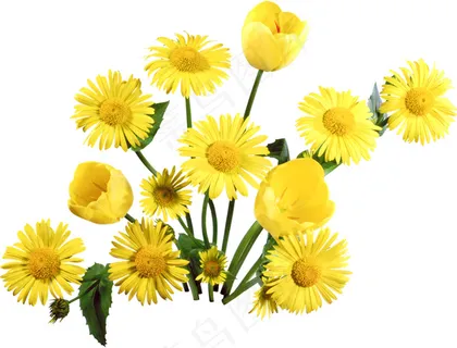 小菊花 黄色菊花 小野菊 小菊花 黄色菊花 小野菊