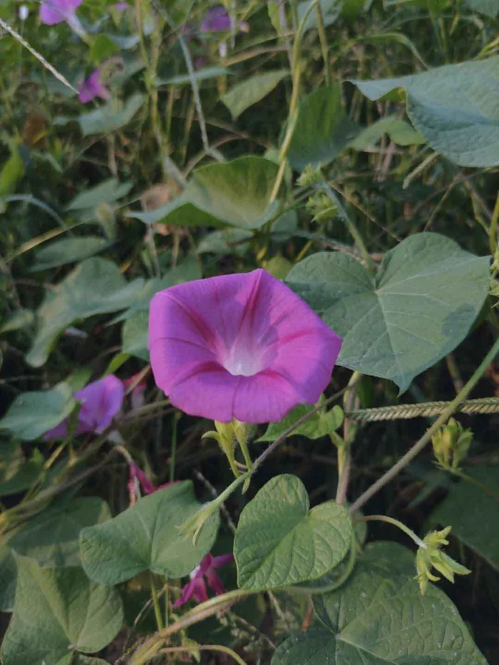 牵牛花