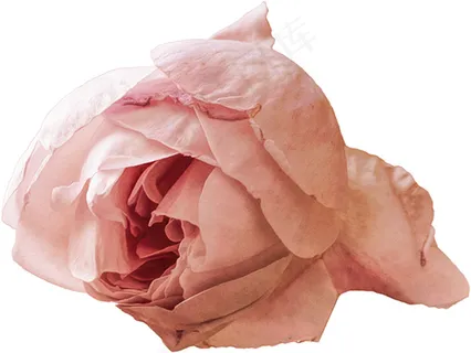 玫瑰花图片 枯玫瑰