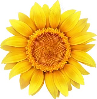 向日葵 向日葵图片